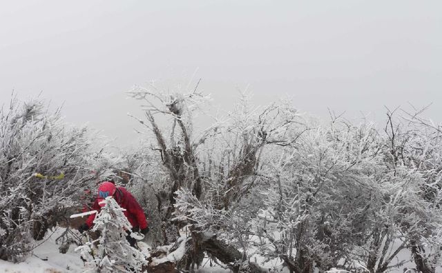 忽如一夜东风来,千树万树雪花开:在四川也能感受北国的雪景