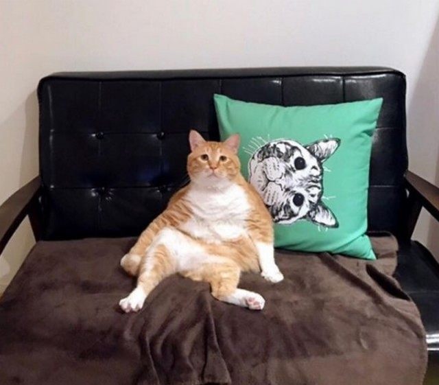 这只猫咪天生一副苦瓜脸 凭长相与肥肥的身材走红网络