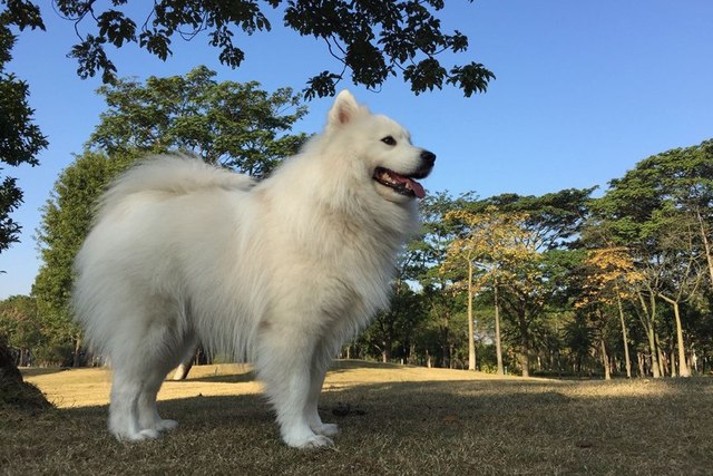 世界上最美的六大狼犬,最漂亮的不誓静筑士奇,而是微笑天使的它!