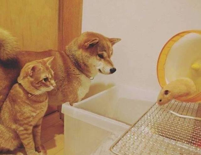 怕家里柴犬孤单,主人带回来一只橘猫和仓鼠陪它,没想到……
