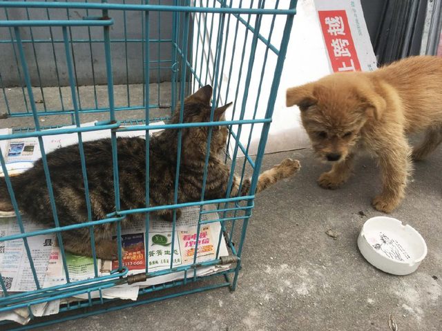 收养了一只萌萌的小狸猫,心都要化了……