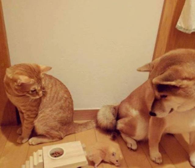 怕家里柴犬孤单,主人带回来一只橘猫和仓鼠陪它,没想到……