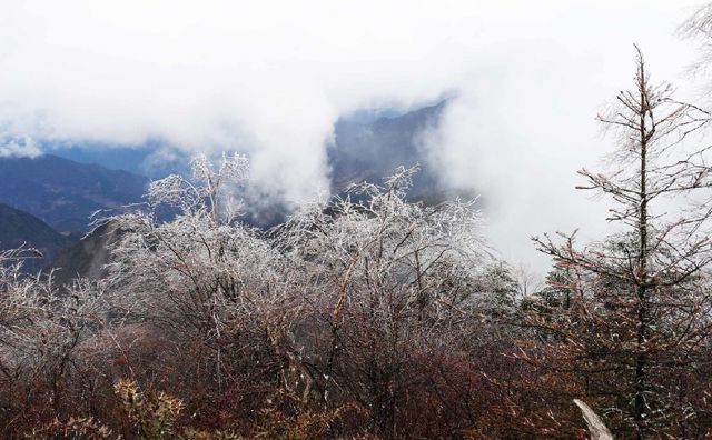 忽如一夜东风来,千树万树雪花开:在四川也能感受北国的雪景