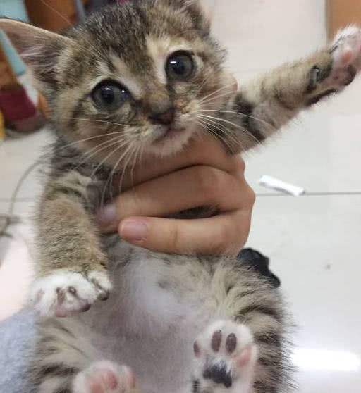小奶猫被抛弃,刚到家就做出这样的举动,知道原因让人心疼!