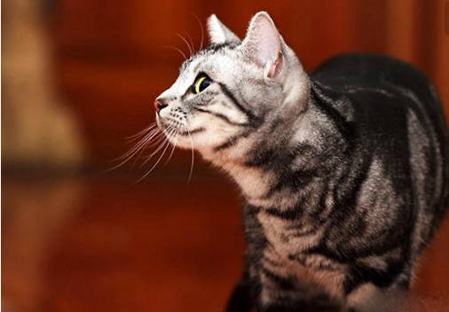 小奶猫被抛弃,刚到家就做出这样的举动,知道原因让人心疼!