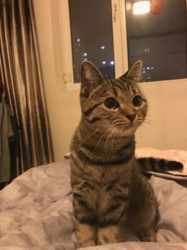 神问答|你家猫叫什么?