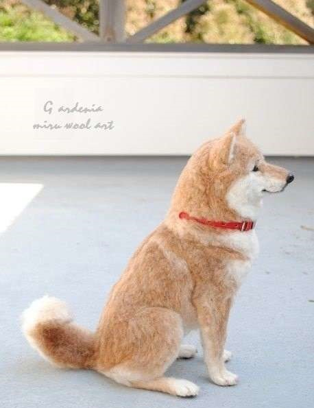 露出无辜脸的柴犬让人忍不住想抱抱它,一靠近我就发现被骗了
