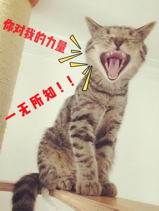 神问答|你家猫叫什么?