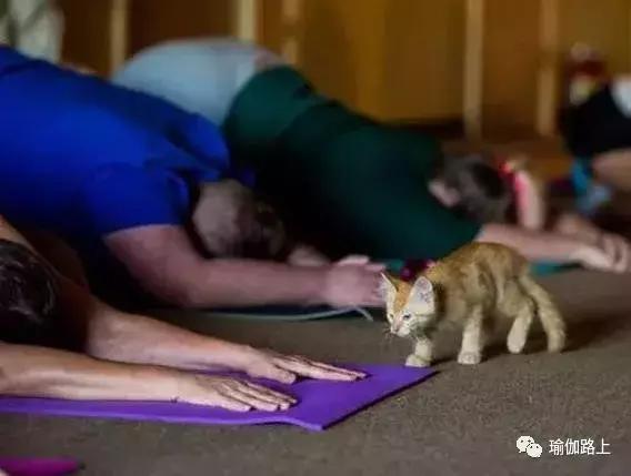 “垫子上的猫咪”看完我真的很想养一只猫