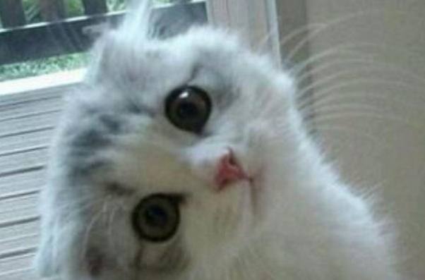 小奶猫被抛弃,刚到家就做出这样的举动,知道原因让人心疼!