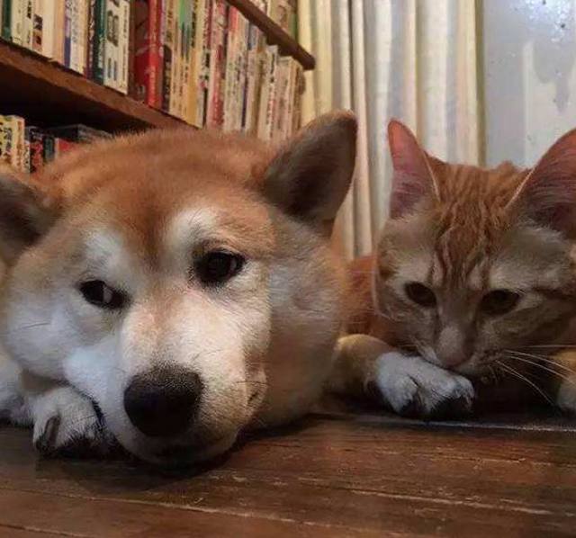 怕家里柴犬孤单,主人带回来一只橘猫和仓鼠陪它,没想到……