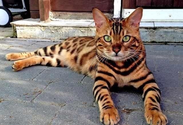 这么可爱的猫咪,你还不带个回家?