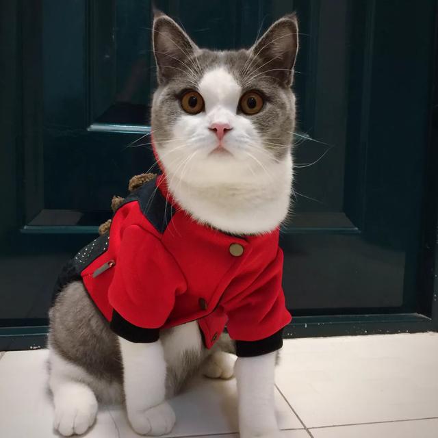 神问答|你家猫叫什么?