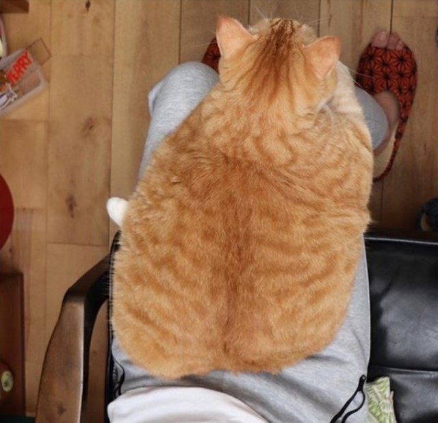 这只猫咪天生一副苦瓜脸 凭长相与肥肥的身材走红网络