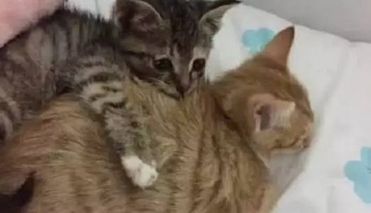 小奶猫被抛弃,刚到家就做出这样的举动,知道原因让人心疼!