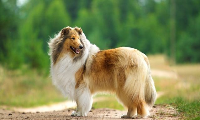 世界公认对人类最友善的犬种,金毛最容易被骗走
