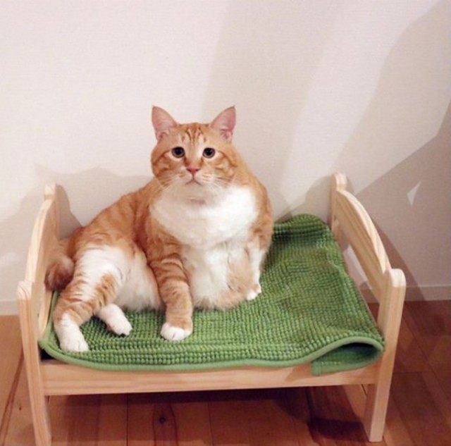 这只猫咪天生一副苦瓜脸 凭长相与肥肥的身材走红网络