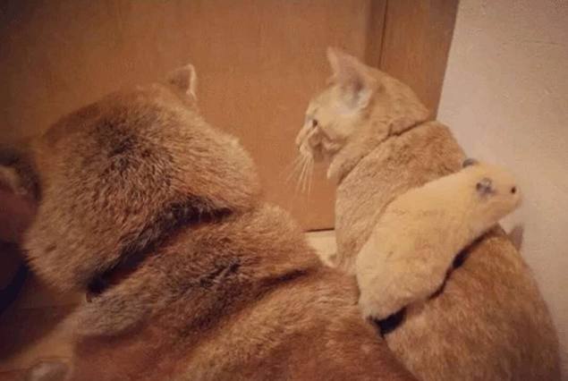 怕家里柴犬孤单,主人带回来一只橘猫和仓鼠陪它,没想到……