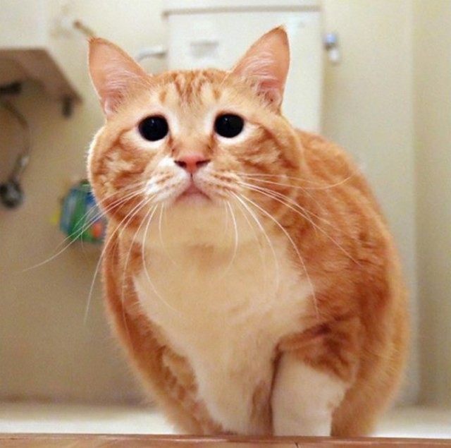 这只猫咪天生一副苦瓜脸 凭长相与肥肥的身材走红网络