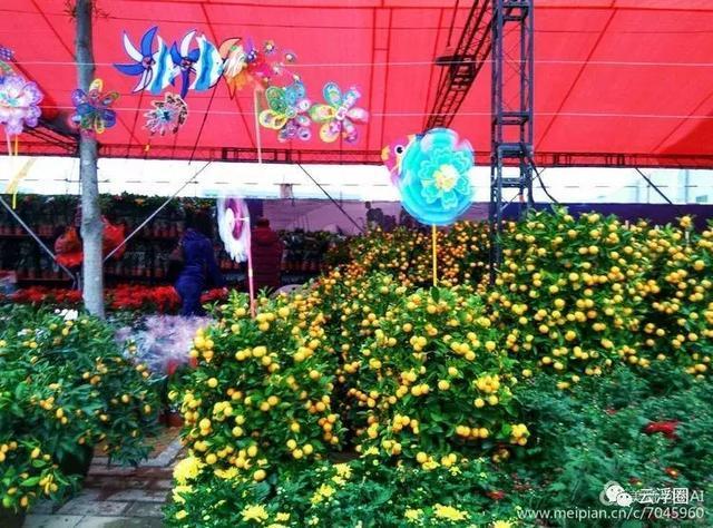 今年,新兴花街特别美!