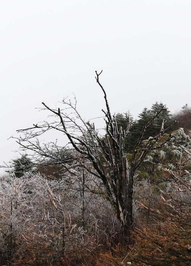 忽如一夜东风来,千树万树雪花开:在四川也能感受北国的雪景