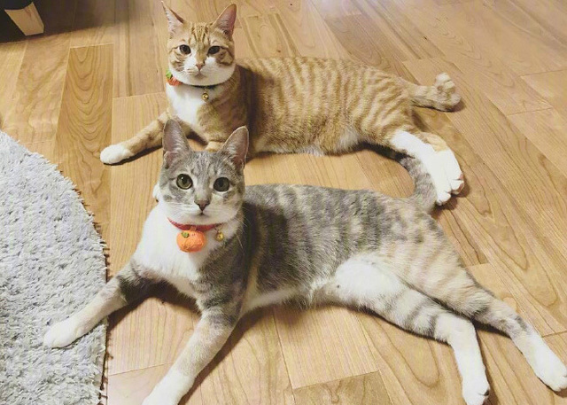 猫咪界的典范情侣,这对猫咪有点甜呀~ 天天黏在一起的小夫妻