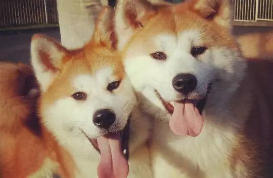 柴犬和秋田犬外形智商非常相似,你能分辨么?几招让你成为行家!