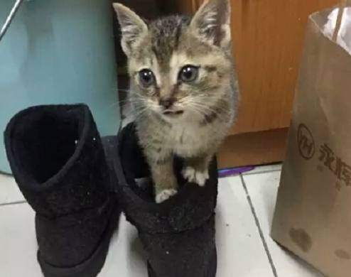 小奶猫被抛弃,刚到家就做出这样的举动,知道原因让人心疼!