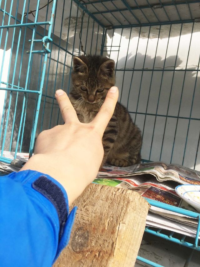 收养了一只萌萌的小狸猫,心都要化了……