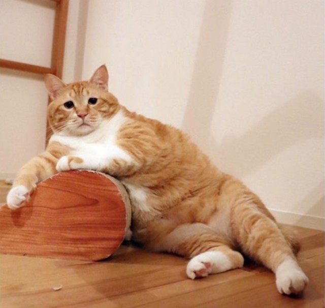 这只猫咪天生一副苦瓜脸 凭长相与肥肥的身材走红网络