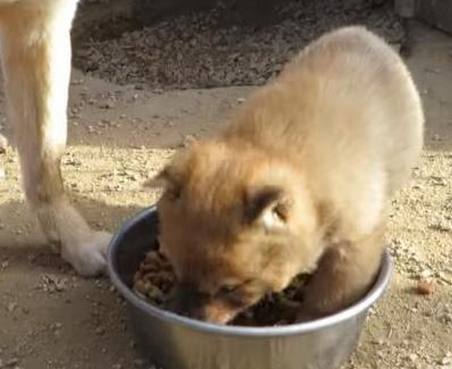 小柴犬太护食,主人端来一碗狗粮,它的一个举动让狗妈妈很心寒!