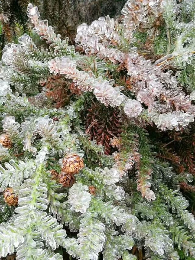 长沙下雪啦!票圈摄影大赛开始啦!