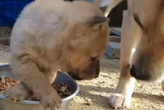 小柴犬太护食,主人端来一碗狗粮,它的一个举动让狗妈妈很心寒!
