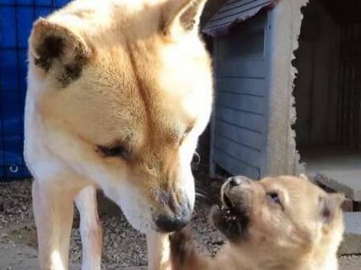 小柴犬太护食,主人端来一碗狗粮,它的一个举动让狗妈妈很心寒!