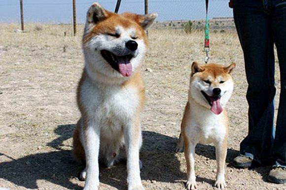 柴犬和秋田犬外形智商非常相似,你能分辨么?几招让你成为行家!