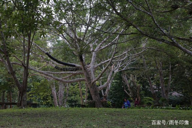 行摄云南旅行游记第六篇,野象谷里不仅有好多大象,还有好多美女