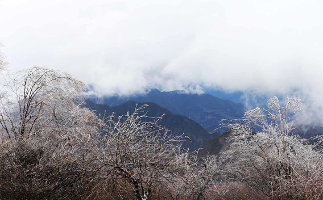 忽如一夜东风来,千树万树雪花开:在四川也能感受北国的雪景