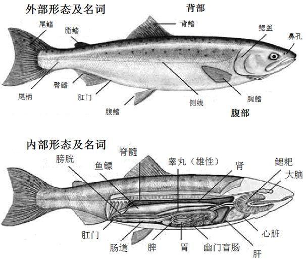 虹鳟也是三文鱼?养殖不如野生?真相在这里
