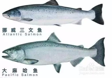 虹鳟也是三文鱼?养殖不如野生?真相在这里