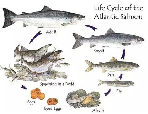 虹鳟也是三文鱼?养殖不如野生?真相在这里