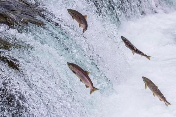 虹鳟也是三文鱼?养殖不如野生?真相在这里