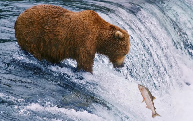 虹鳟也是三文鱼?养殖不如野生?真相在这里