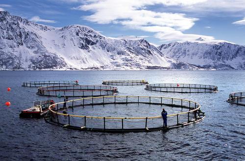 虹鳟也是三文鱼?养殖不如野生?真相在这里