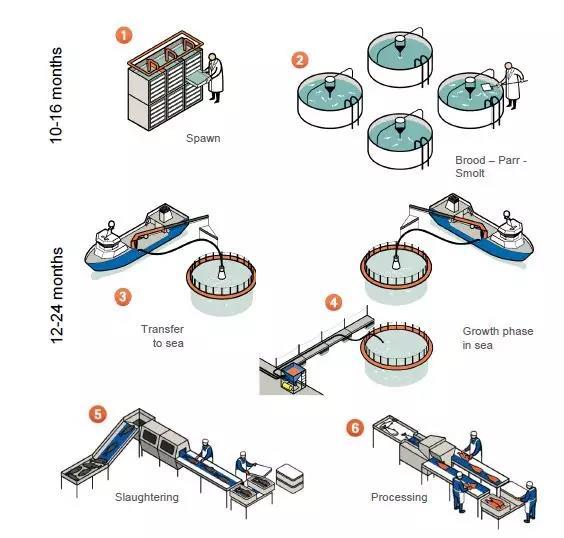 虹鳟也是三文鱼?养殖不如野生?真相在这里