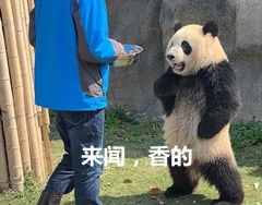大熊猫的便便竟然是香的?不仅好闻还能用来擦嘴