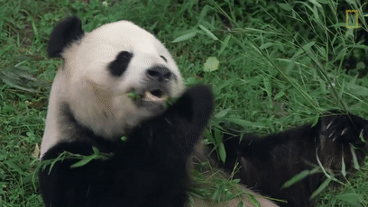 大熊猫的便便竟然是香的?不仅好闻还能用来擦嘴