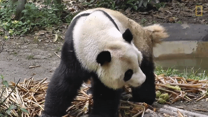 大熊猫的便便竟然是香的?不仅好闻还能用来擦嘴