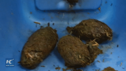 大熊猫的便便竟然是香的?不仅好闻还能用来擦嘴