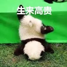 大熊猫的便便竟然是香的?不仅好闻还能用来擦嘴