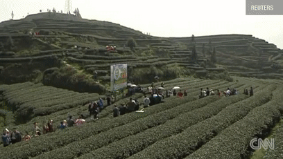 大熊猫的便便竟然是香的?不仅好闻还能用来擦嘴
